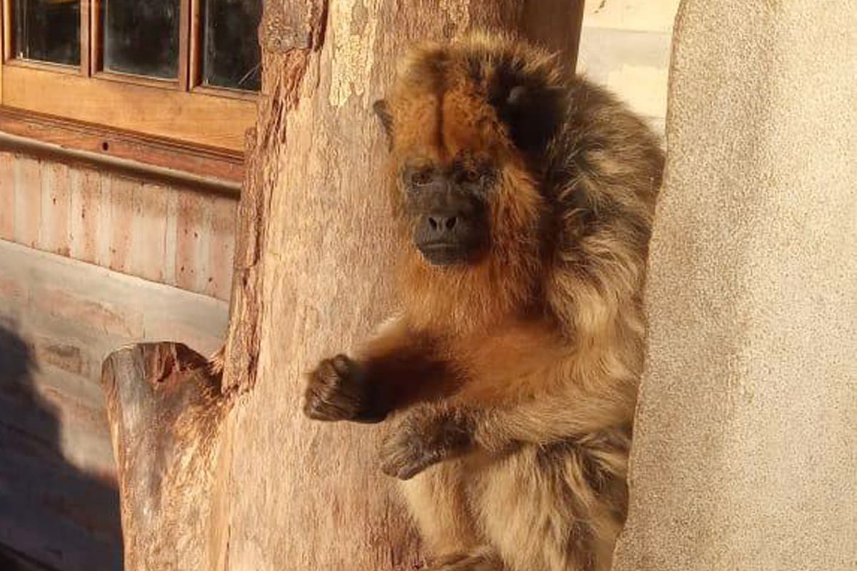 Mony, un ejemplar de la especie carayá de 16 años