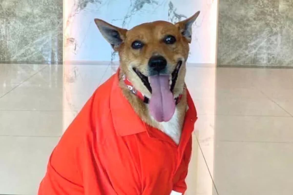 Moo Daeng se quedó todos los días en la puerta de un supermercado desde noviembre de 2024, tras el fallecimiento de su dueña en ese lugar