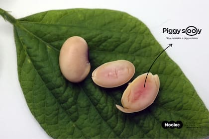Moolec desarrolló soja capaz de producir proteína de cerdo mediante agricultura molecular