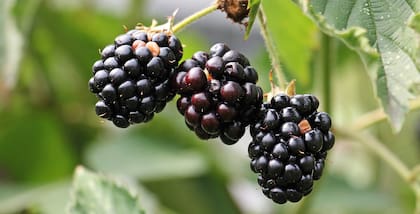 Moras: una de las pocas frutas silvestres que aún crecen en nuestros campos y montes, e incluso en las calles