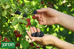 Moras y zarzamoras ofrecen frutos y hojas que nutren el cuerpo, el paisaje y la mesa