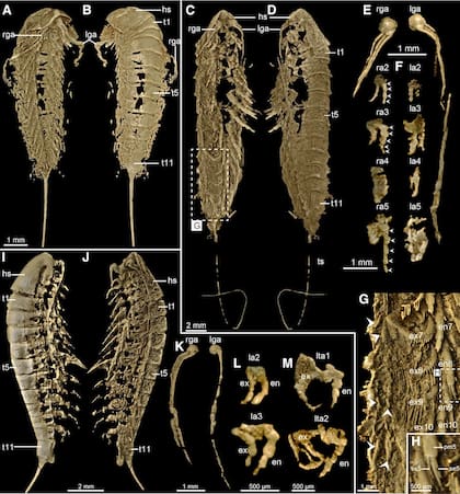 Morfología del Lomankus edgecombei: así era el animal "de oro"