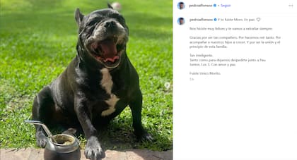 Moro, el perro de Paula Chaves y Pedro Alfonso, falleció este martes 21 de abril (Foto: Instagram/@pedroalfonsoo)
