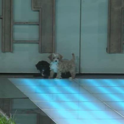 Moro y Caramelo, los nuevos integrantes de Gran Hermano