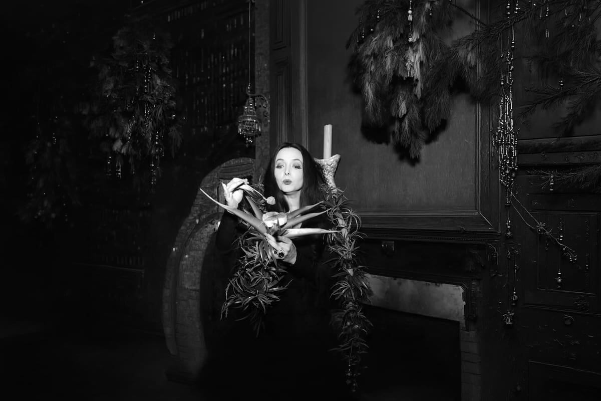 Morticia Addams solía darle de comer a su planta Cleopatra, de la especie estranguladora africana, a la que trataba como una mascota