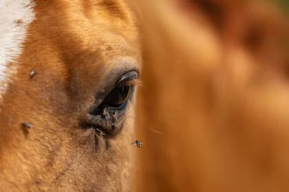 Moscas bebiendo lágrimas de equino
