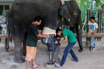 Mosha, la elefanta con su nueva prótesis