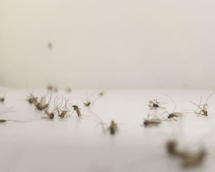 Mosquitos