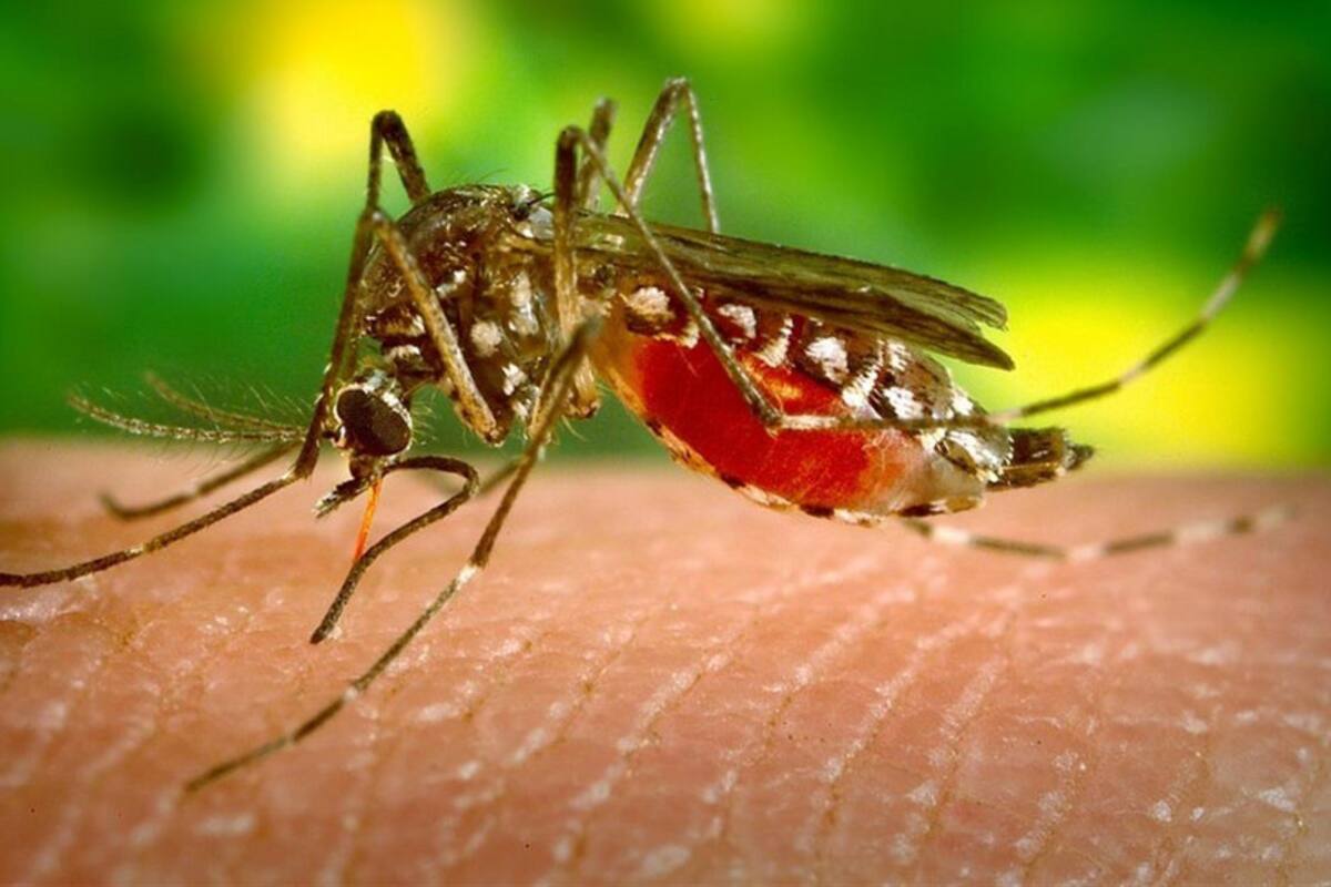 Mosquito Aedes Aegypty