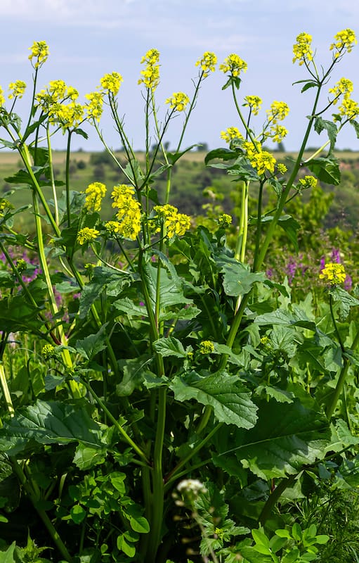Mostacilla o Rapistrum rugosum es de la familia de las brassicáceas a la cual pertenece el repollo y el brócoli