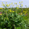 La planta silvestre que crece por todos lados y casi nadie sabe que se puede comer