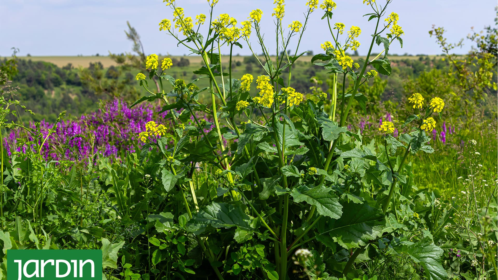Mostacilla o Rapistrum rugosum es de la familia de las brassicáceas a la cual pertenece el repollo y el brócoli