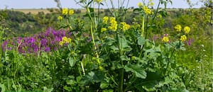 La planta silvestre que crece por todos lados y casi nadie sabe que se puede comer