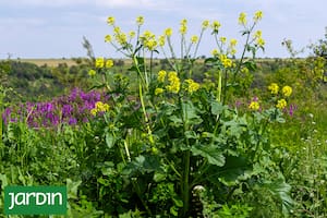 La planta silvestre que crece por todos lados y casi nadie sabe que se puede comer