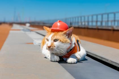 Mostik, en su cuenta de Instagram