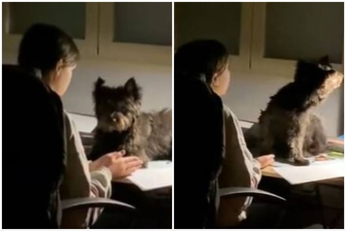 Mostró el particular método para estudiar inglés en TikTok y sorprendió a todos