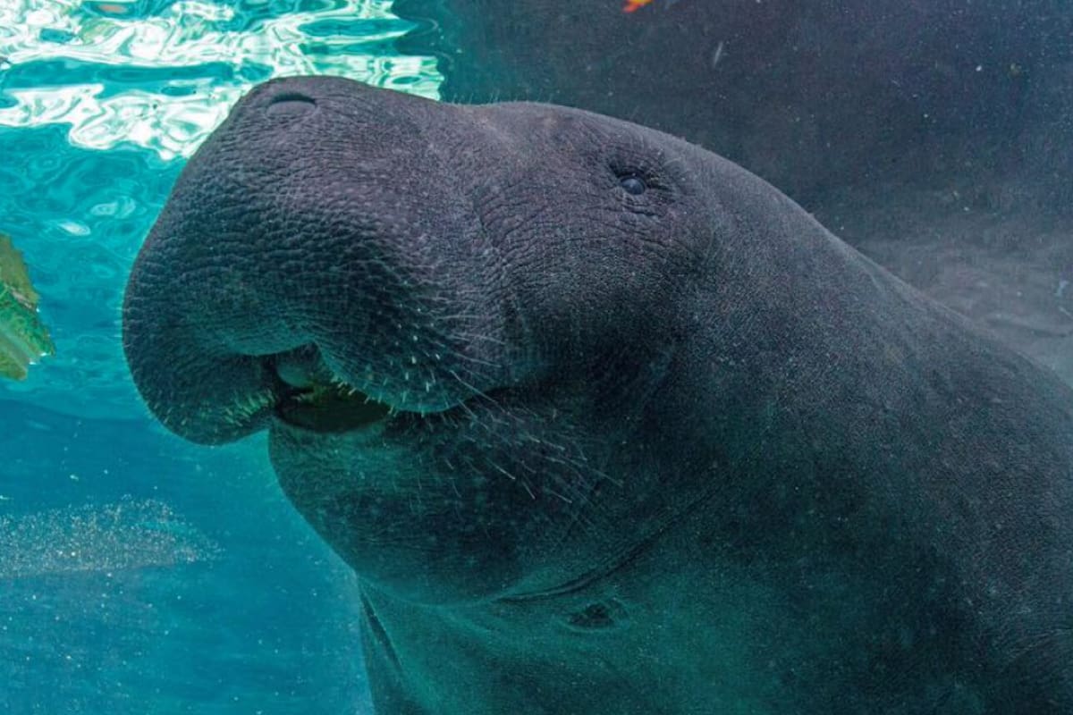 Mote Marine Laboratory da detalles de la muerte de Hugh, el manatí