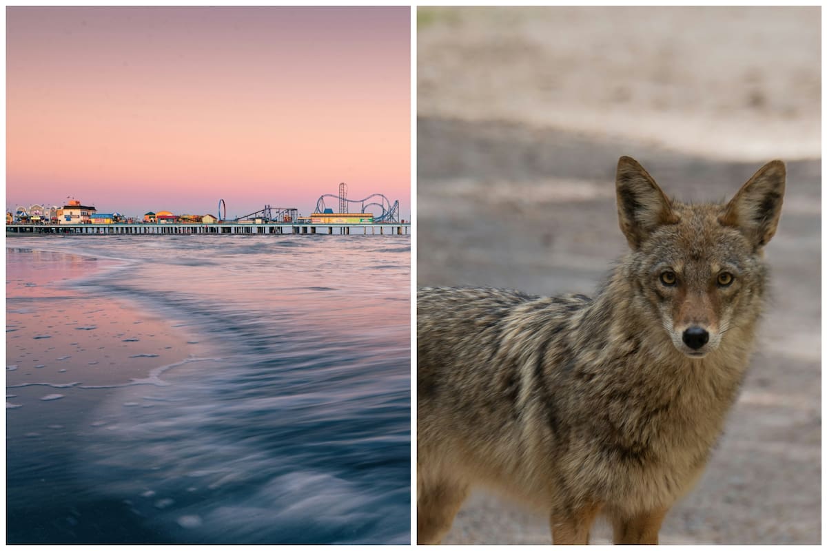 Motivos de la aparición de coyotes en las playas de Texas