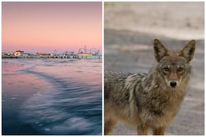 El animal salvaje que irrumpió en las playas de Texas a días del comienzo del verano