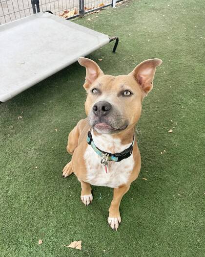 Moxie conquistó a todos en las redes con su historia (Foto: Instagram @wagsandwalks)