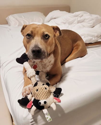 Moxie vive en un refugio y busca una familia que la adopte (Foto: Instagram @wagsandwalks)