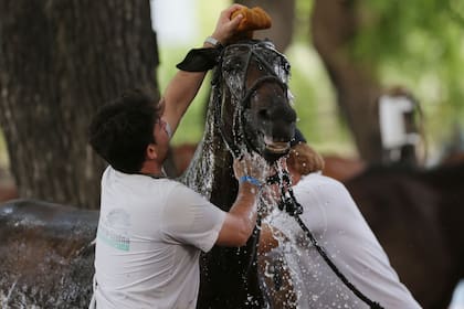Mucha agua para duchar e hidratar a los ejemplares, entre chukkers