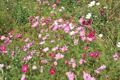 Muchas anuales se benefician con el corte de sus flores para estimular el crecimiento horizontal y extender su ciclo