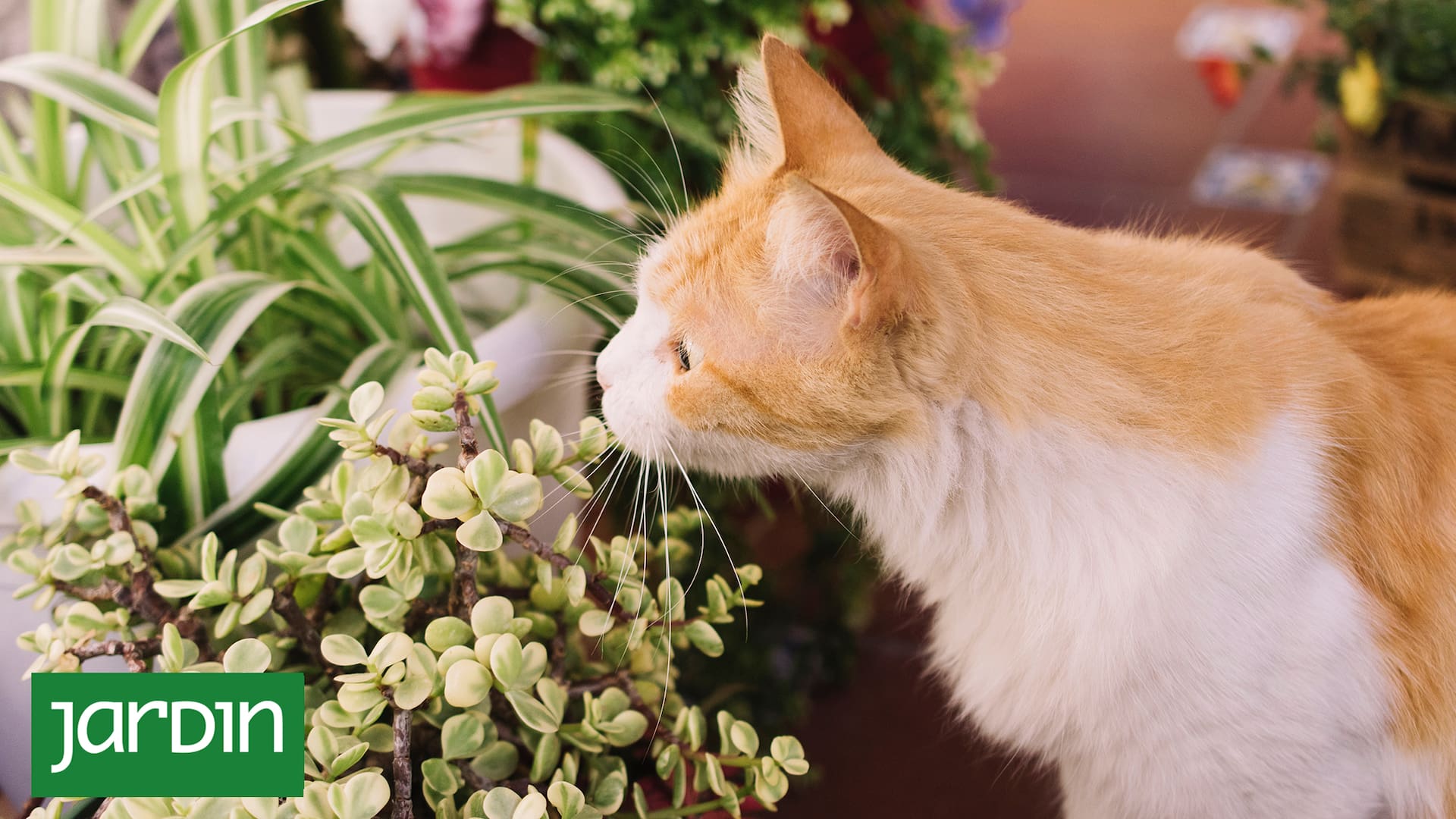 Muchas de especies habituales en nuestros jardines y decoración interior son potencialmente dañinas para los gatos