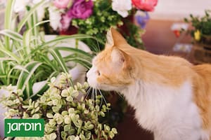 Muchas de especies habituales en nuestros jardines y decoración interior son potencialmente dañinas para los gatos