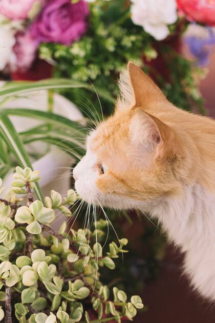 Muchas de especies habituales en nuestros jardines y decoración interior son potencialmente dañinas para los gatos