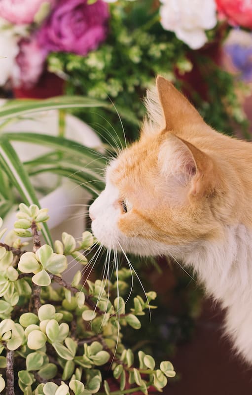Muchas de especies habituales en nuestros jardines y decoración interior son potencialmente dañinas para los gatos