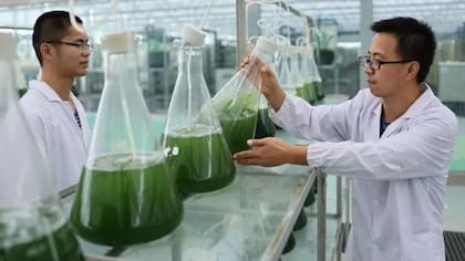 Muchas empresas están desarrollando microalgas como alimento para animales y para humanos