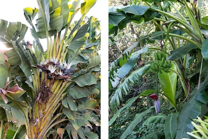 Muchas especies, como Strelitzia nicolai y Musa × paradisiaca, agradecen los entornos frescos y sombríos