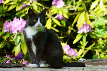 Muchas especies de plantas pueden afectar la vida de los felinos