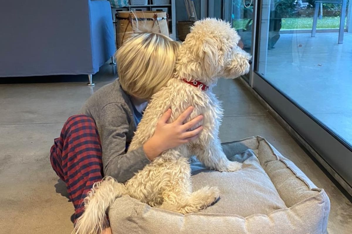 Muchas familias incorporan animales de compañía a sus vidas en medio de la pandemia