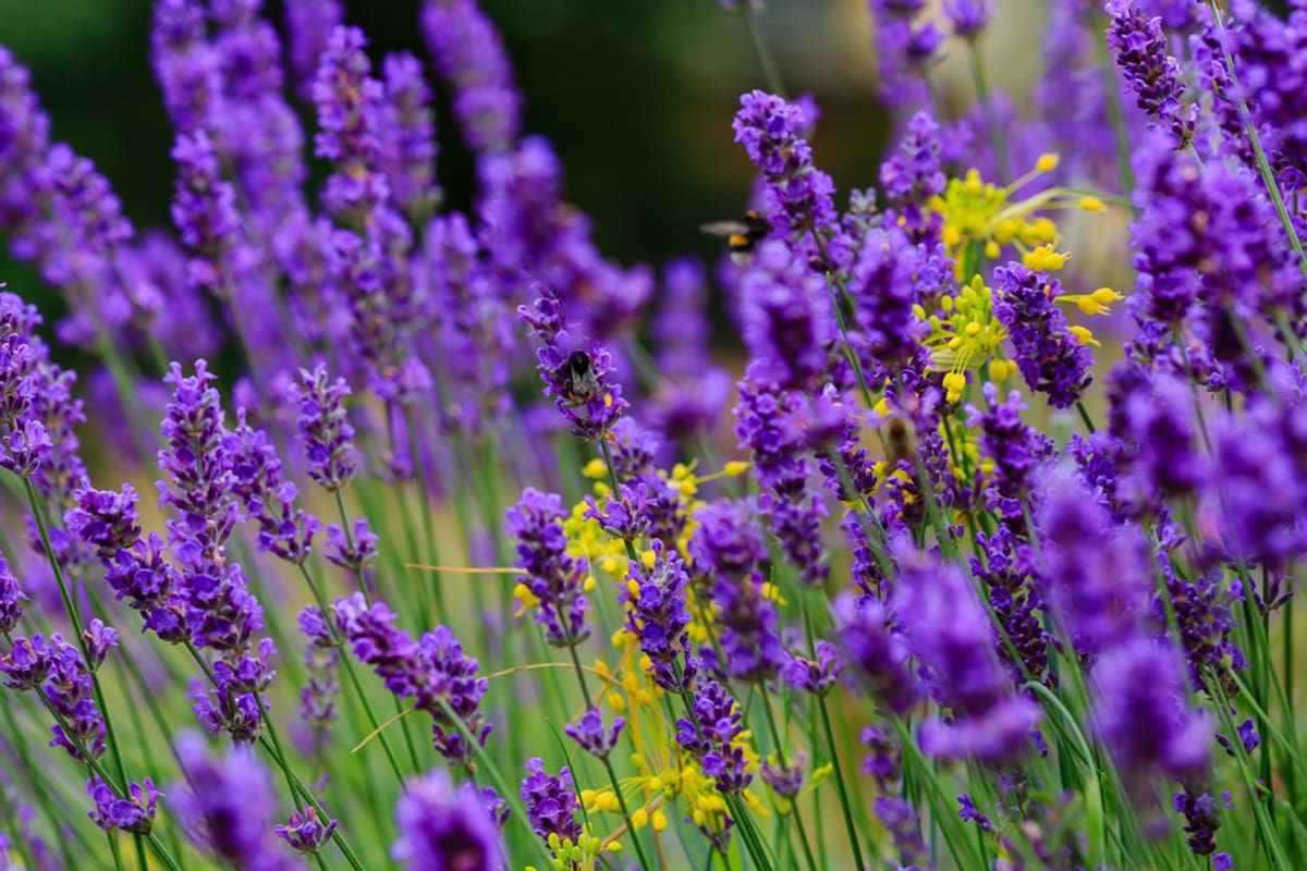 Muchas flores ofrecen distintos beneficios para el organismo