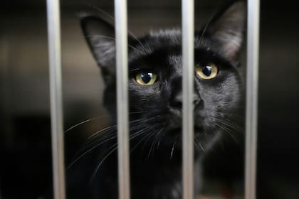 Muchas mascotas fueron abandonas después de las fiestas en el sur de Florida