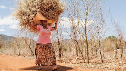 Muchas mujeres son las que trabajan las tierras y ahuyentan a los elefantes.