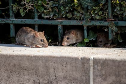 Muchas personas sueñan con ratas
