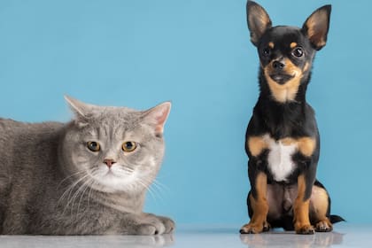 Muchas personas sufren alergias que complican su relación con las mascotas (Foto: Freepik)
