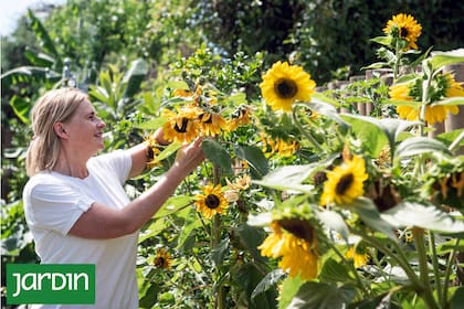 Muchas plantas comestibles se convierten en flores de corte en primavera y verano