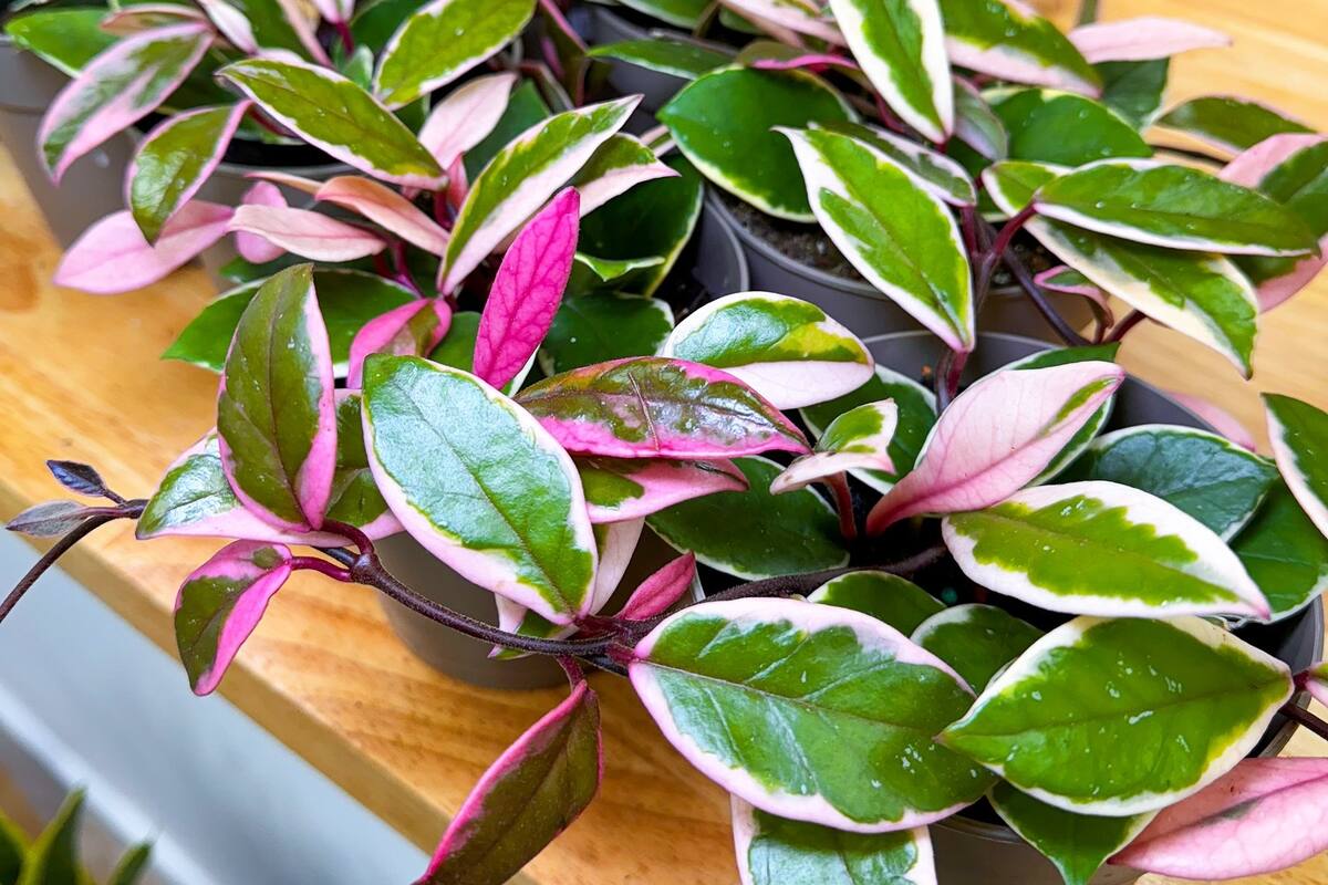 Muchas plantas domésticas pueden representar un peligro para la salud de los animales