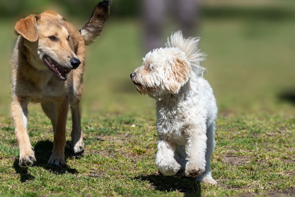 Muchas razas de canes son propensas a contraer otitis