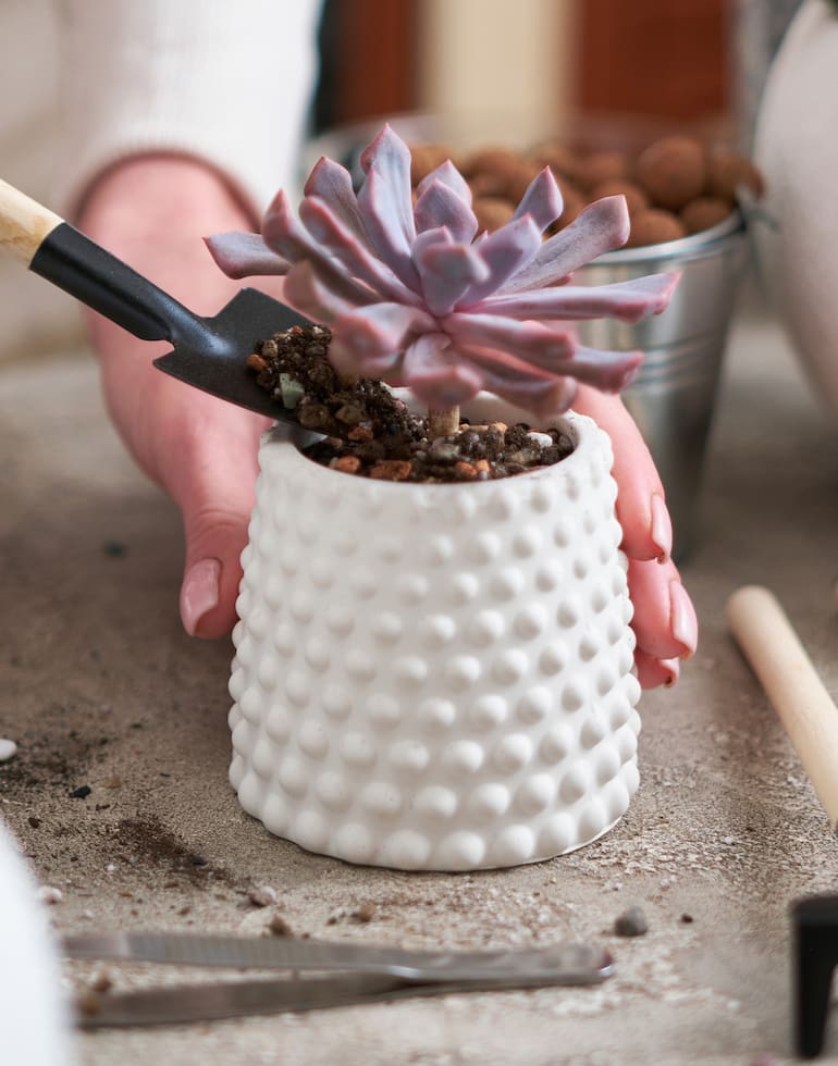 Muchas suculentas y cactus requieren cuidados especiales en invierno para no morir