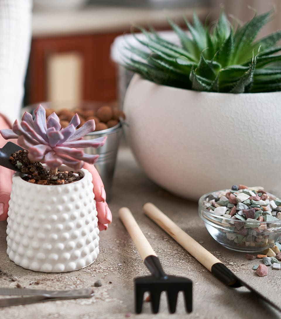 Muchas suculentas y cactus requieren cuidados especiales en invierno para no morir