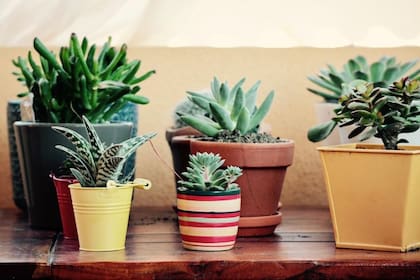 Muchas veces, el tamaño es el factor determinante para quienes deciden tener plantas en casa