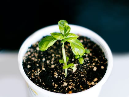 Muchos adornan su hogar con plantas