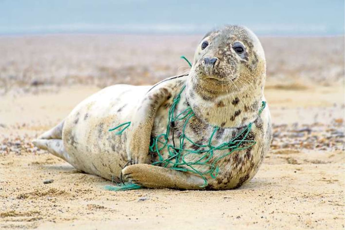 Muchos animales pueden morir enredados en desechos plásticos