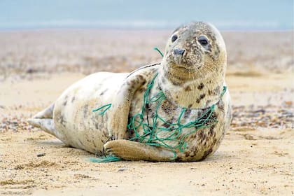 Muchos animales pueden morir enredados en desechos plásticos