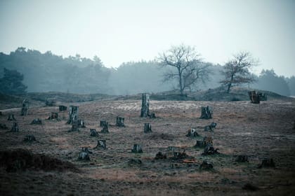 Muchos de los incendios forestales fuera de control se deben al cambio climático